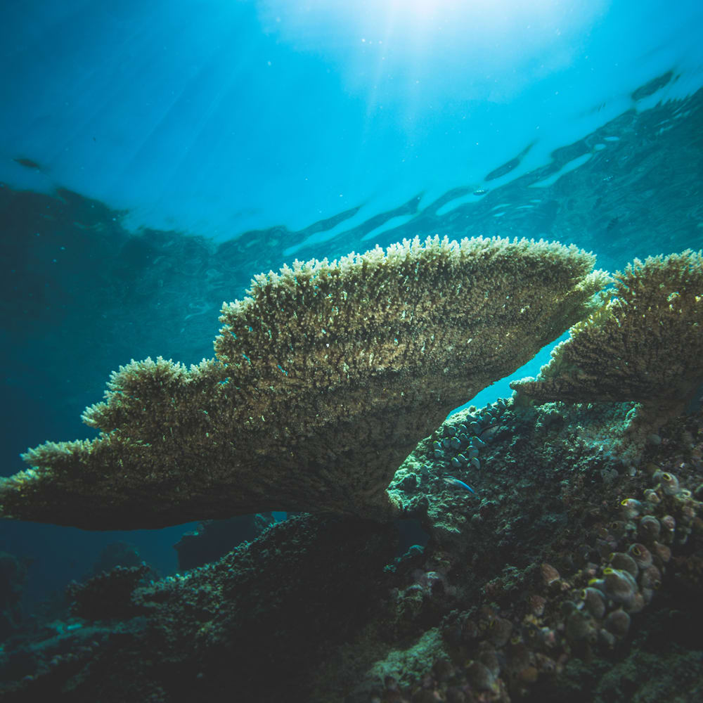 Coral Gardens: Artworks Under Indian Seas