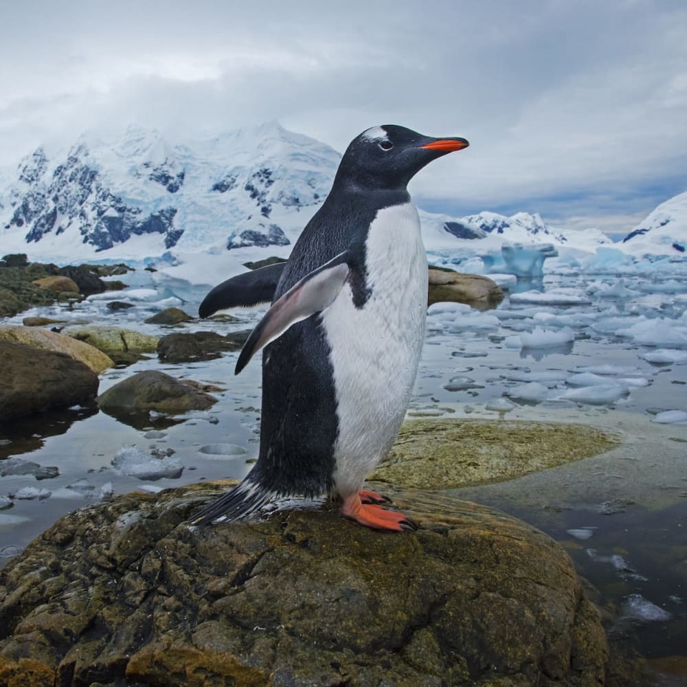 Ice Age: The Otherworldly Landscapes and Locals of Antarctica
