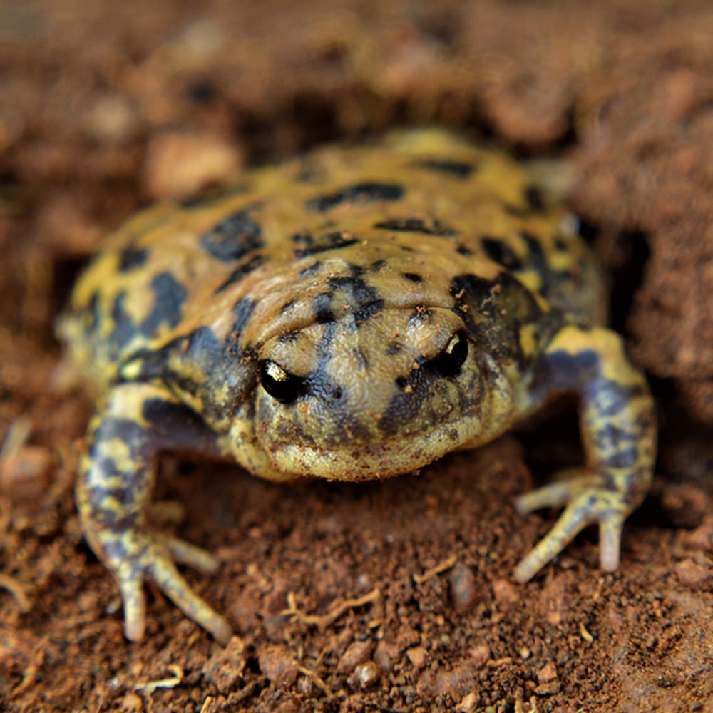 Microhabitats and Other Secrets of Life Under a Rock