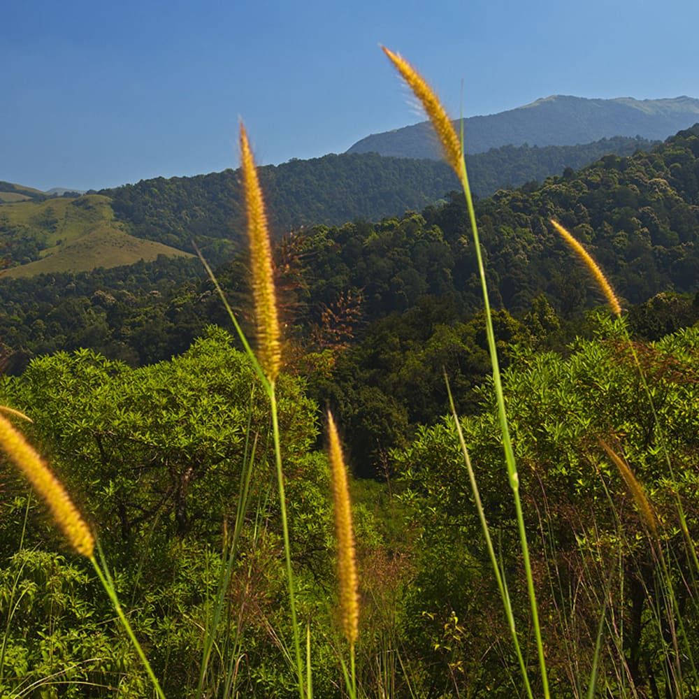 The Varied Ecosystems of Peninsular India