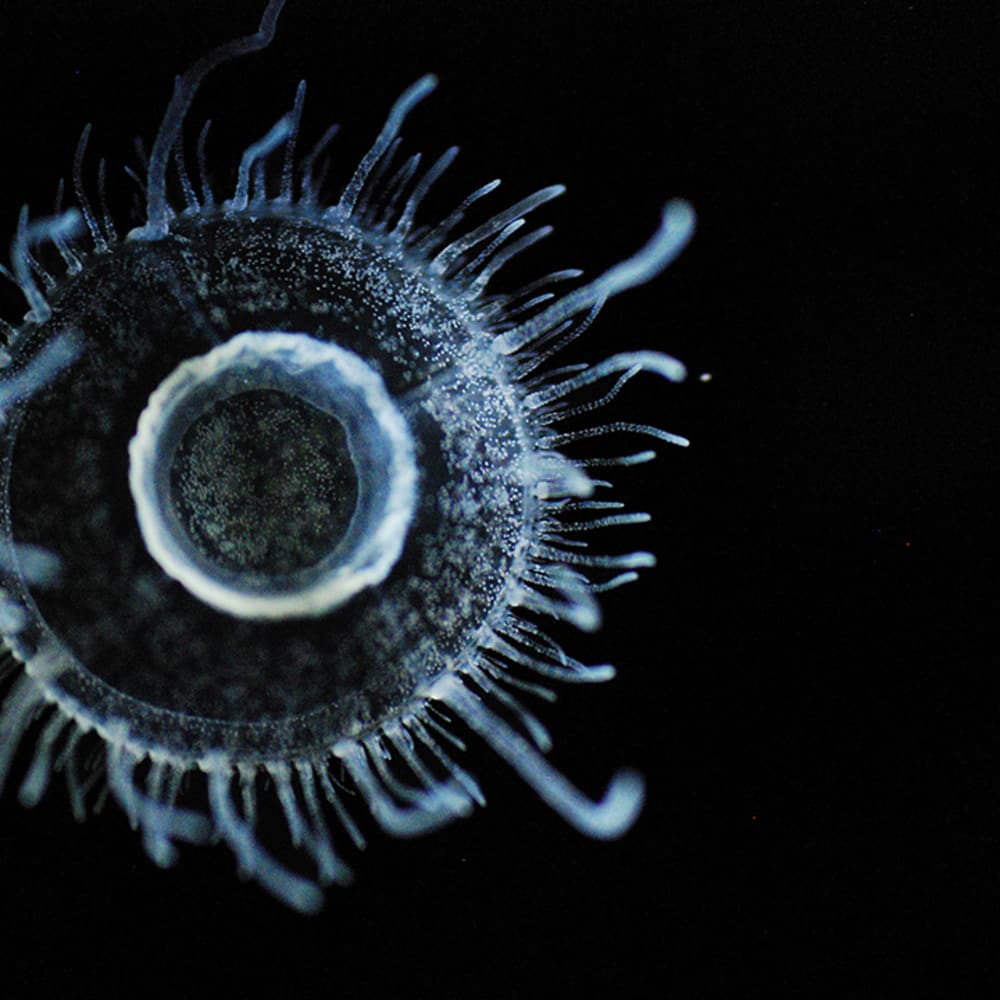Tiny Tentacles in the Mighty Kaveri