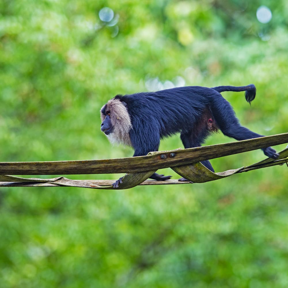 Saving the Lion-Tailed Macaque, One Step at a Time