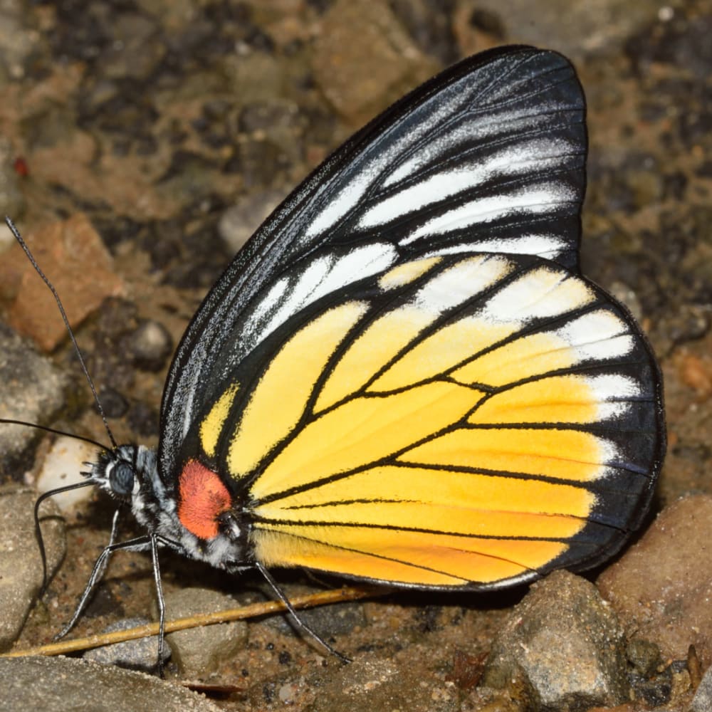 Here’s why Birds Avoid the Red-spot Jezebel Butterfly