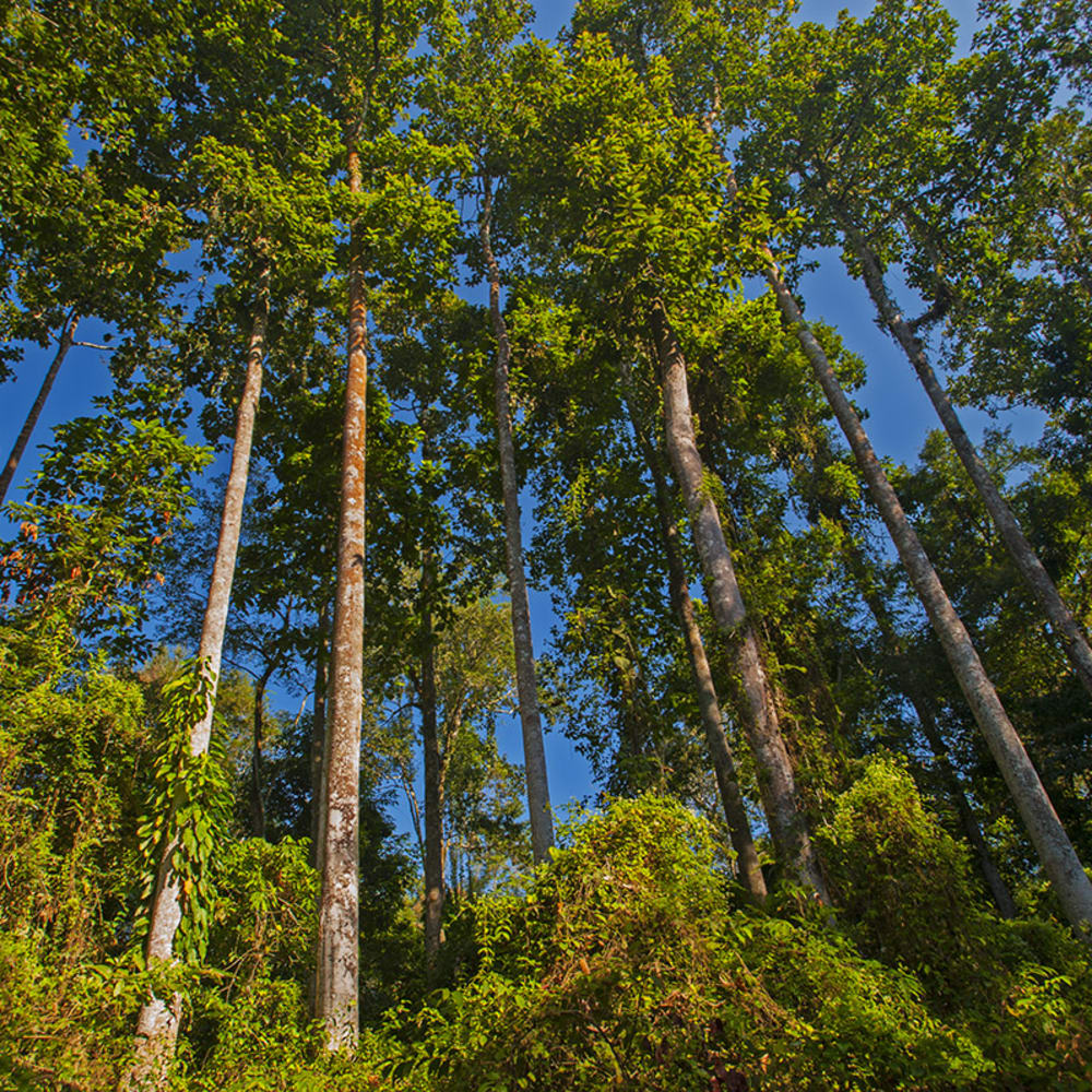 In Gibbon Country, Every Path Tells a Story