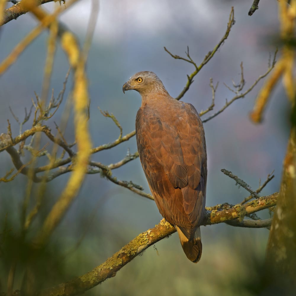 Hunter on the Beel: The Grey-headed Fish Eagle