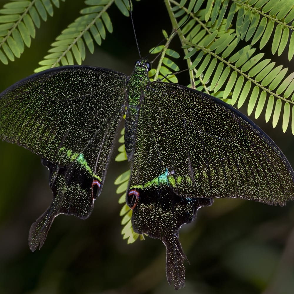 Wings of Wonder: Butterflies of Hollongapar