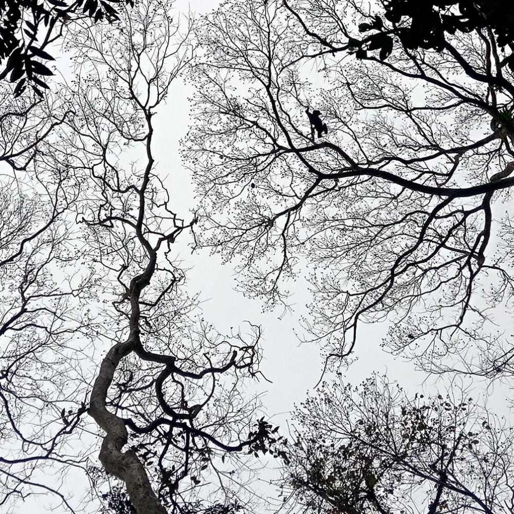 Small Forest, Big Trees, in Hollongapar