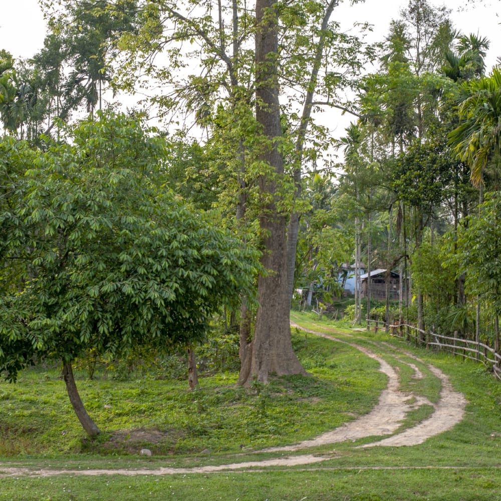 Life in Lakhipur, on the Fringe of the Forest