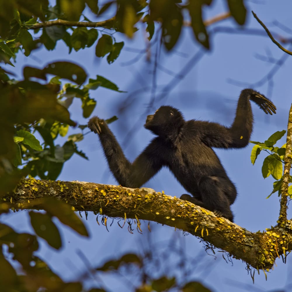 Lonely Hearts Club: The Hoolock Gibbon Story
