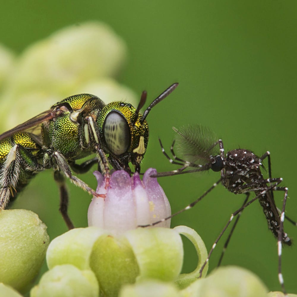 Global Insect Apocalypse: Why India Must Worry