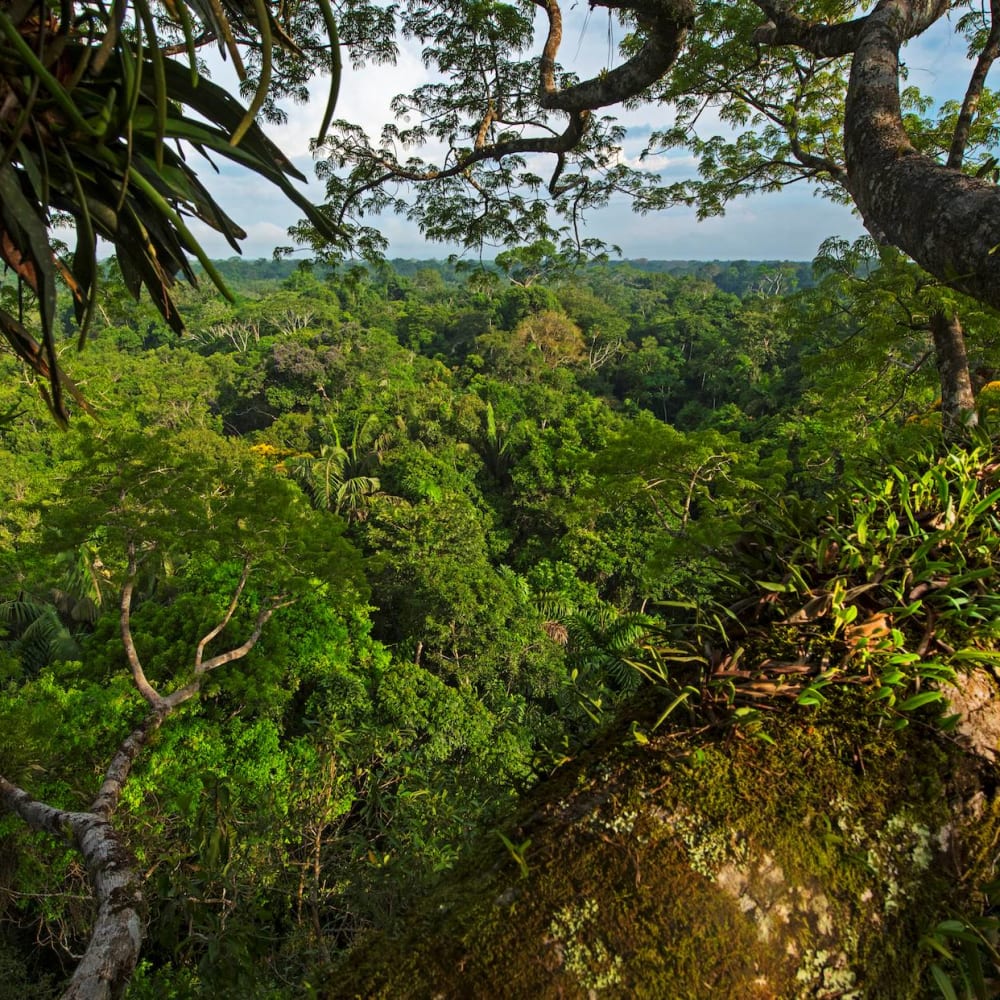 Ancient Wisdom: Lessons from the Amazon Forest in Ecuador