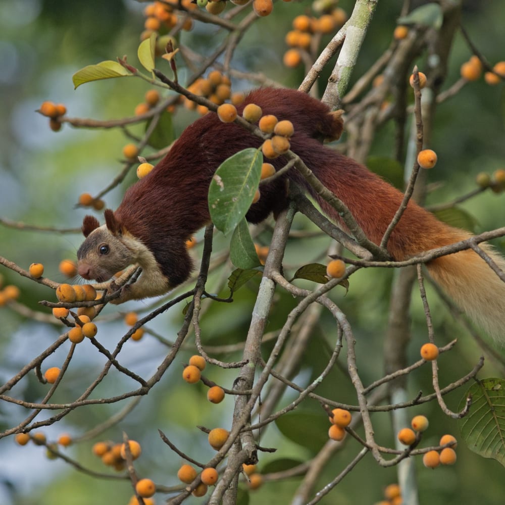 Jungle Theatrics: Along the Sitanadi at Someshwara Wildlife Sanctuary