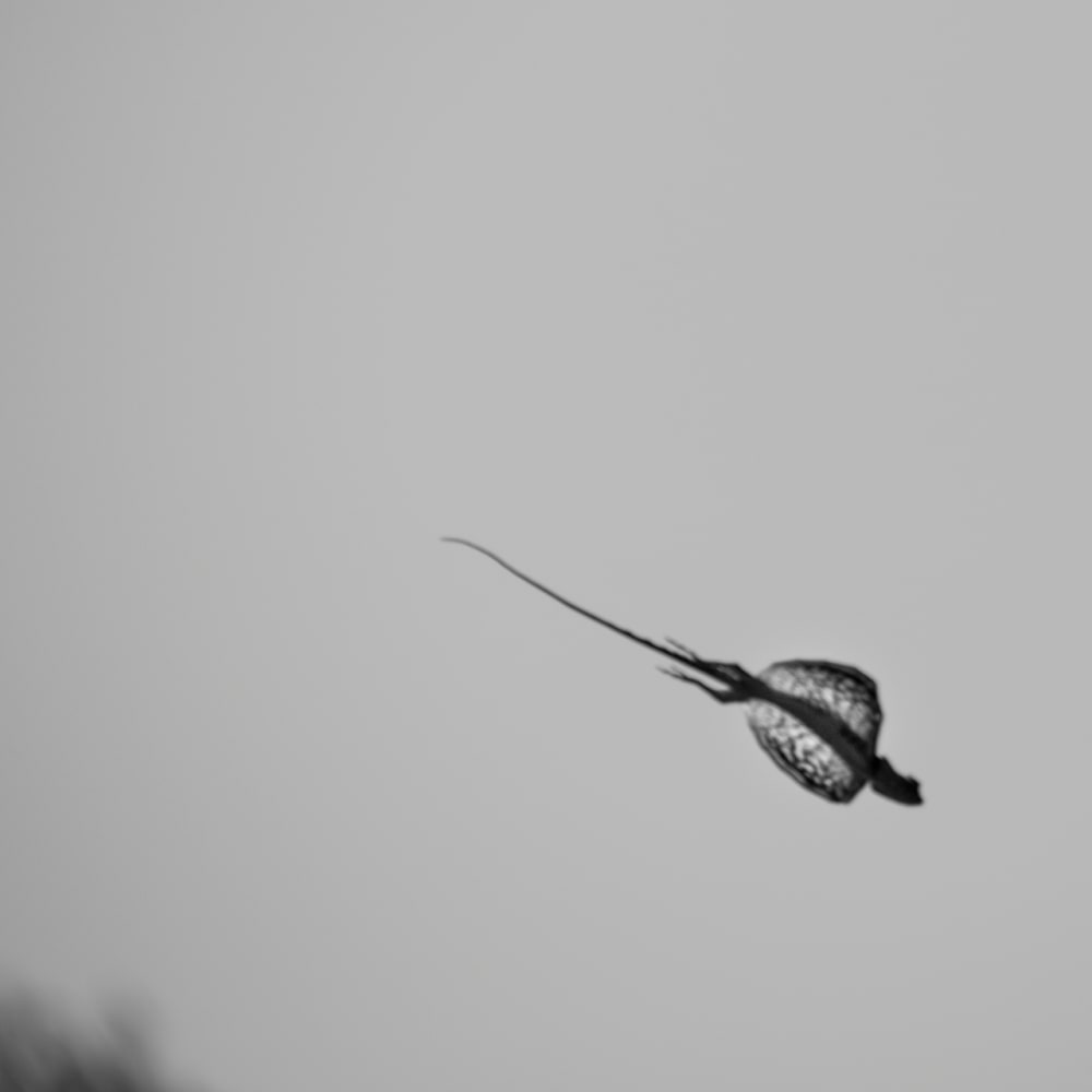 Flying Wizard: Draco the Gliding Lizard