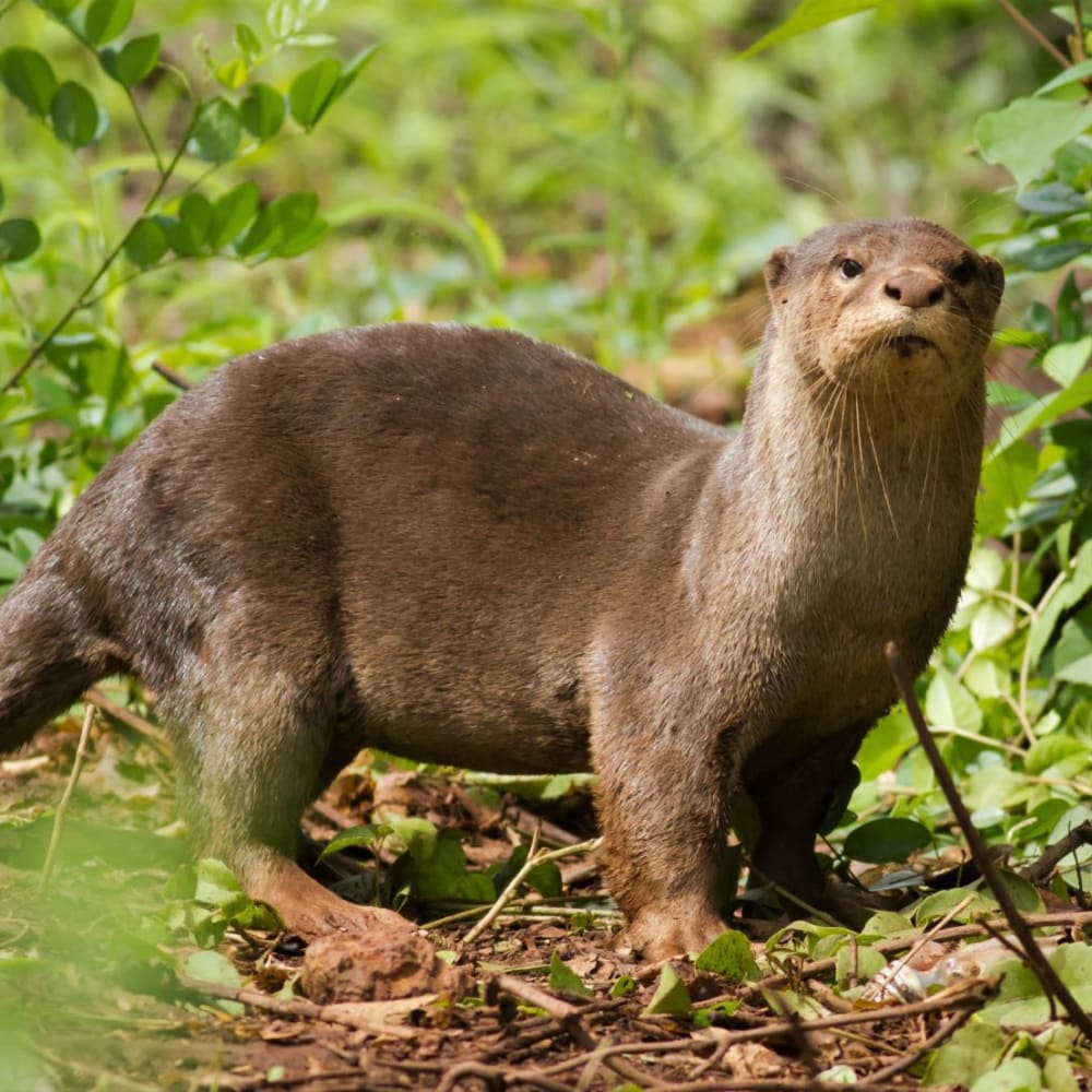 Smooth-Coated Otter: The Unexpected Visitor in Goa’s Mangroves