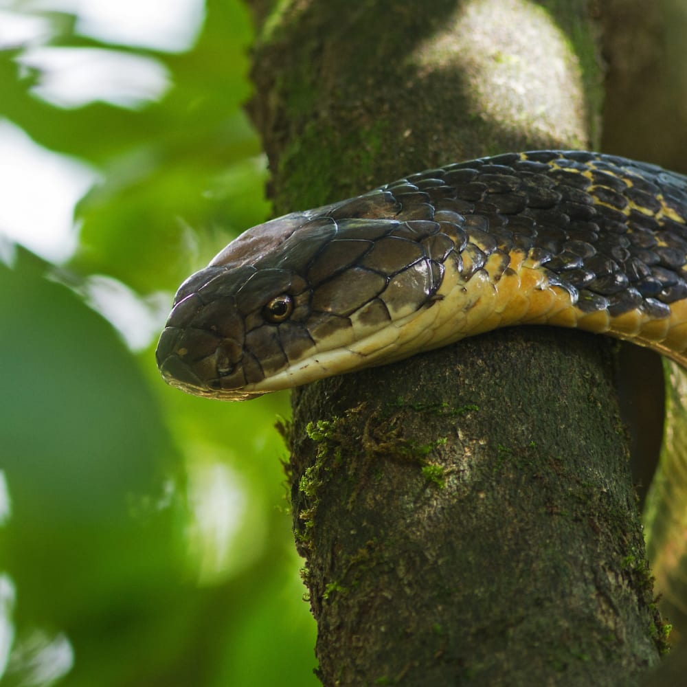 King Cobra: The World’s Longest Venomous Snake