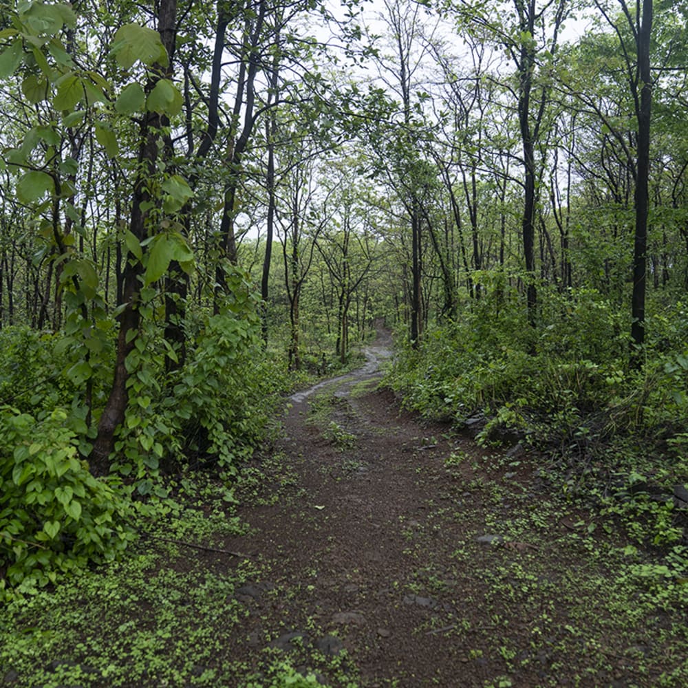 A Forest to Own: Can Private Forests Bring Public Benefits?