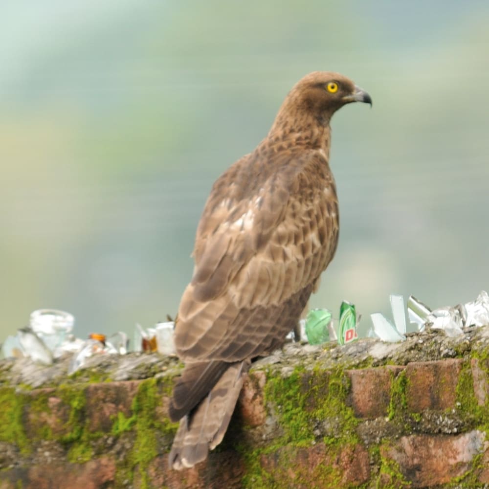 In my Backyard: The Oriental Honey-buzzard