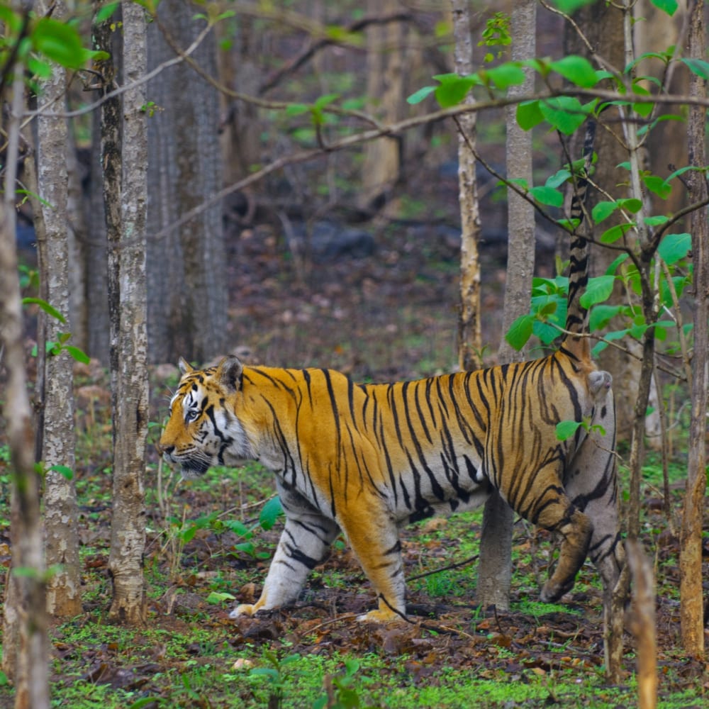 The Guide: Pench National Park