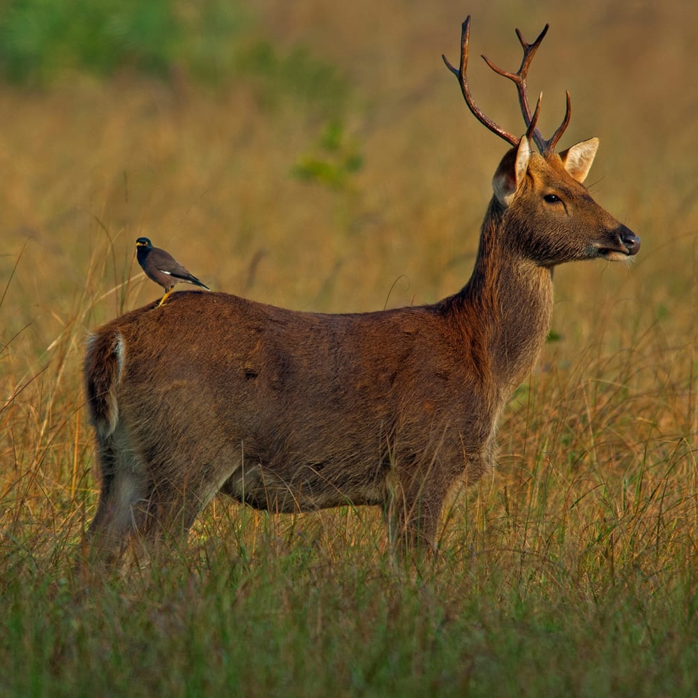 The Guide: Kanha National Park
