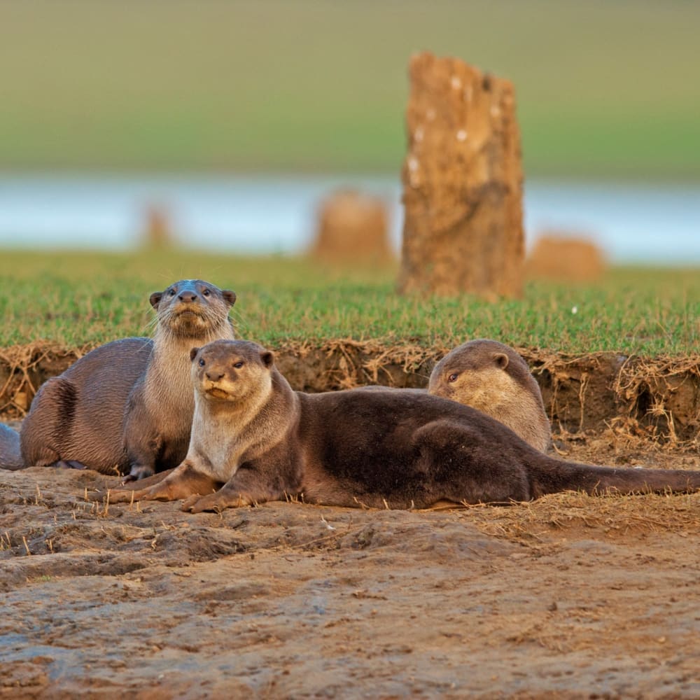 High and Dry: The Cauvery’s Otters Need Their River Back