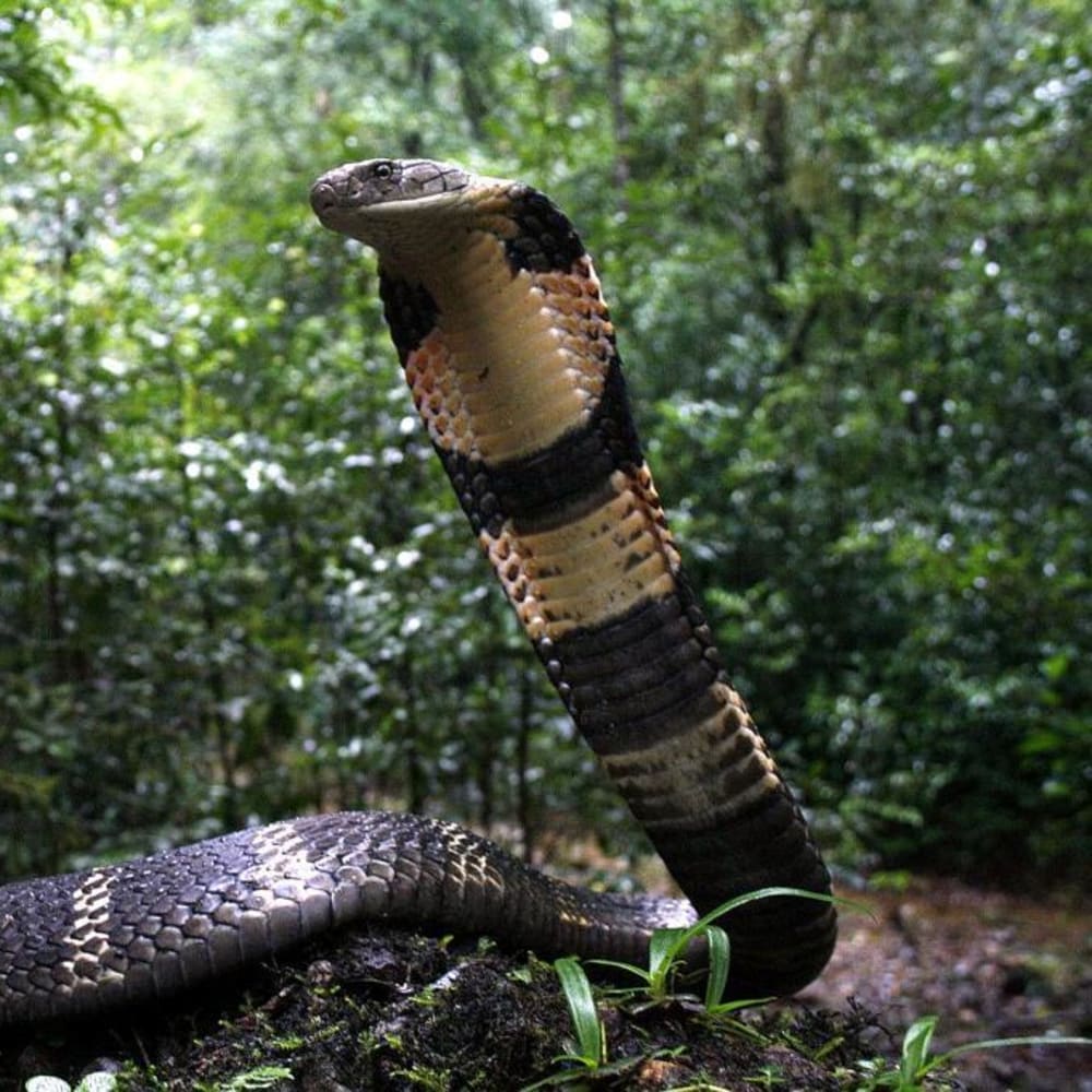 Anatomy of a King Cobra Rescue in Agumbe