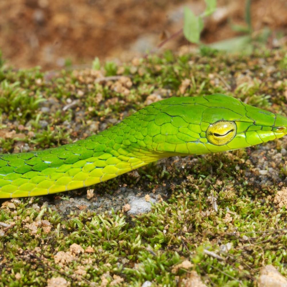 A New Vine Snake Called Proahaetulla Slithers Into View