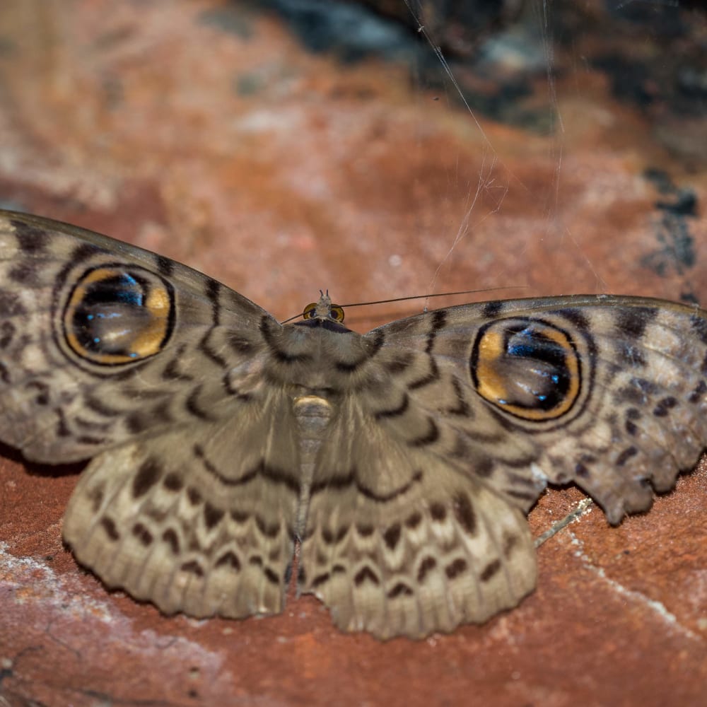 Shine a Light: A Saturday Night Moth Party in Delhi