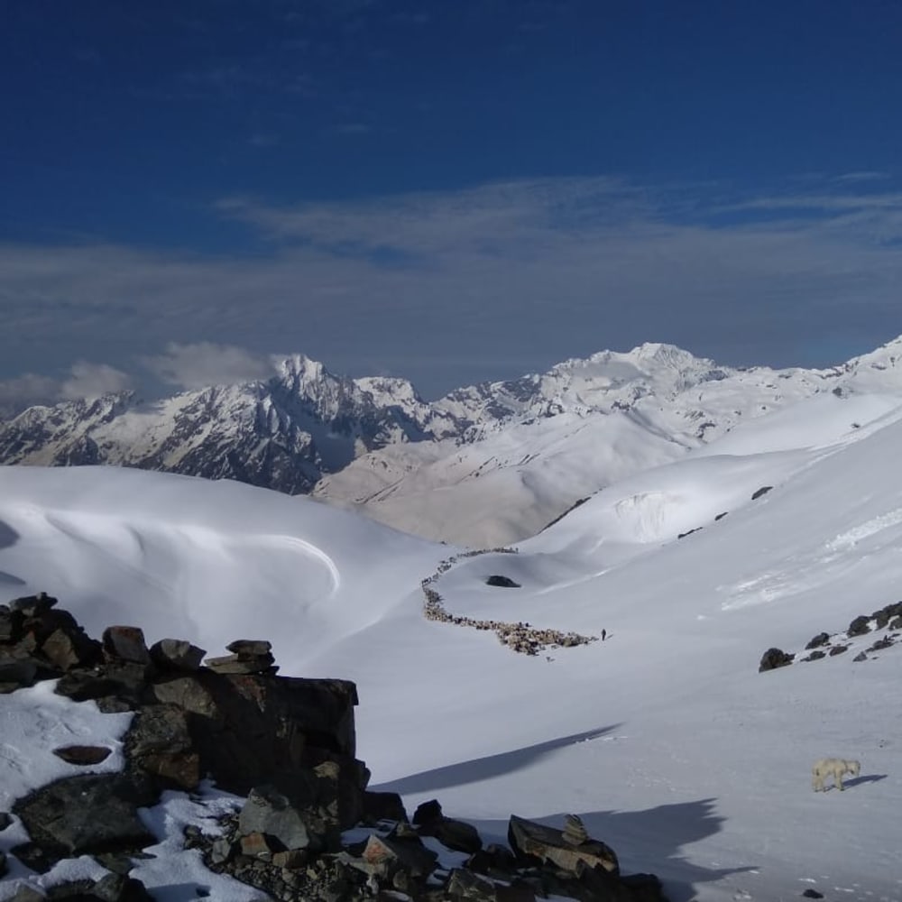 In the Pink: Health and Herding in the Himalayas