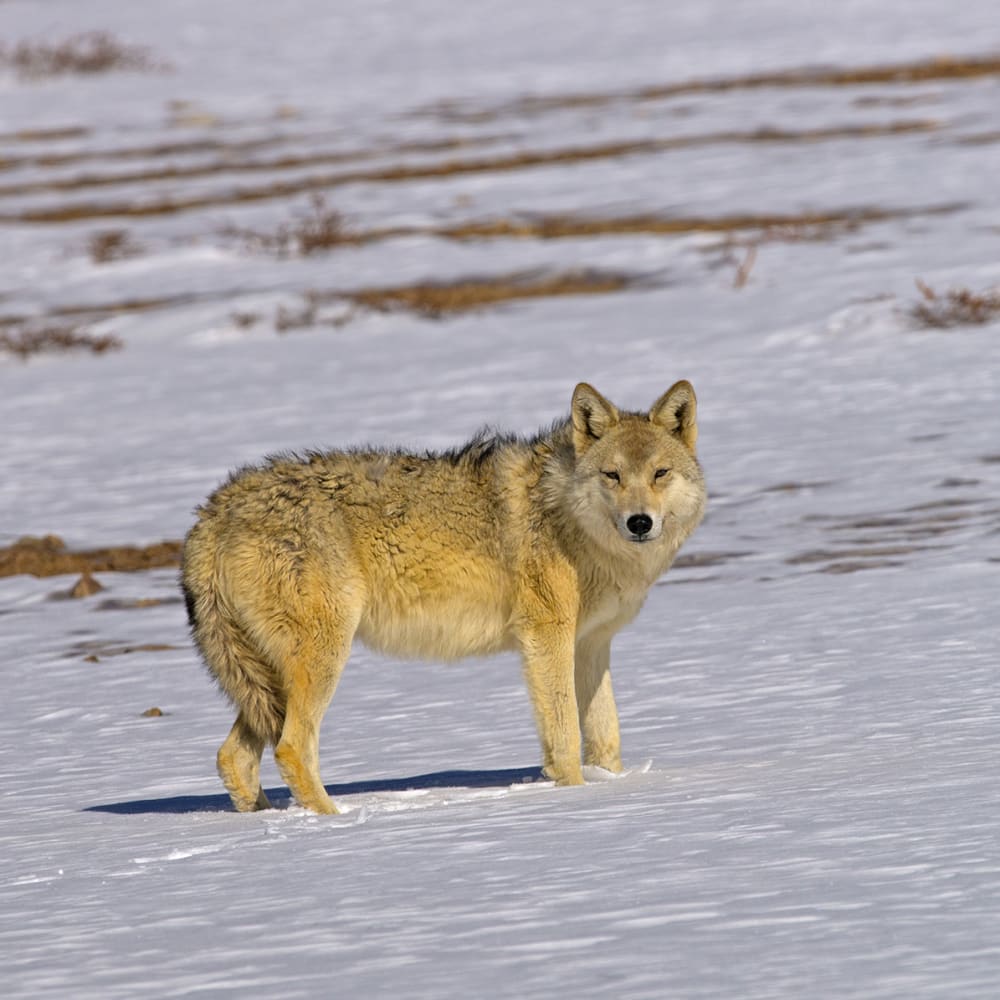 Woolly Wolf: An Ancient Lineage in the Himalayas