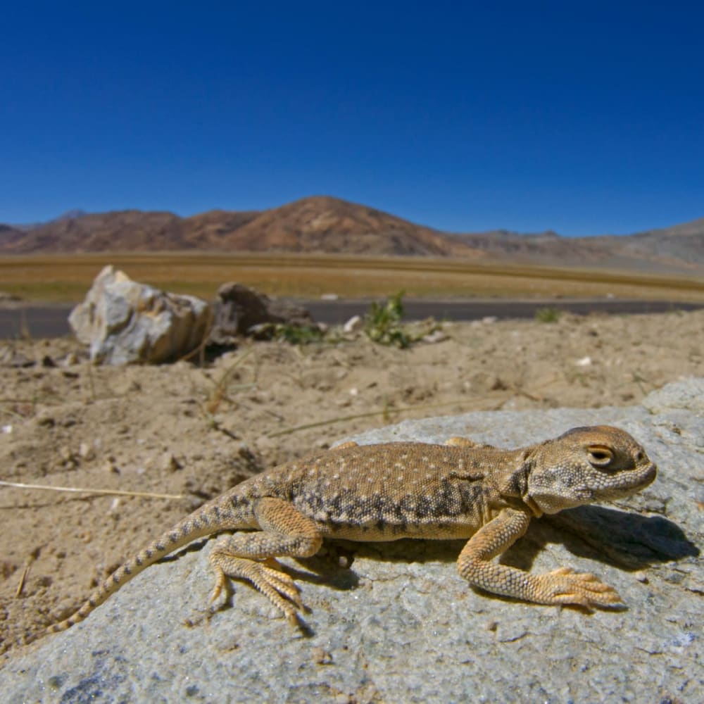 Shadow in the Sand: Encountering the Toad-headed Agama in Ladakh