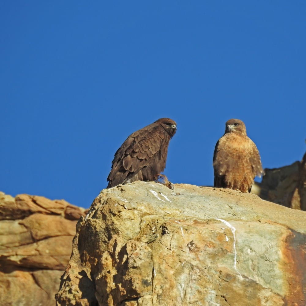 In Fine Feather: Spotting Birds in Ladakh