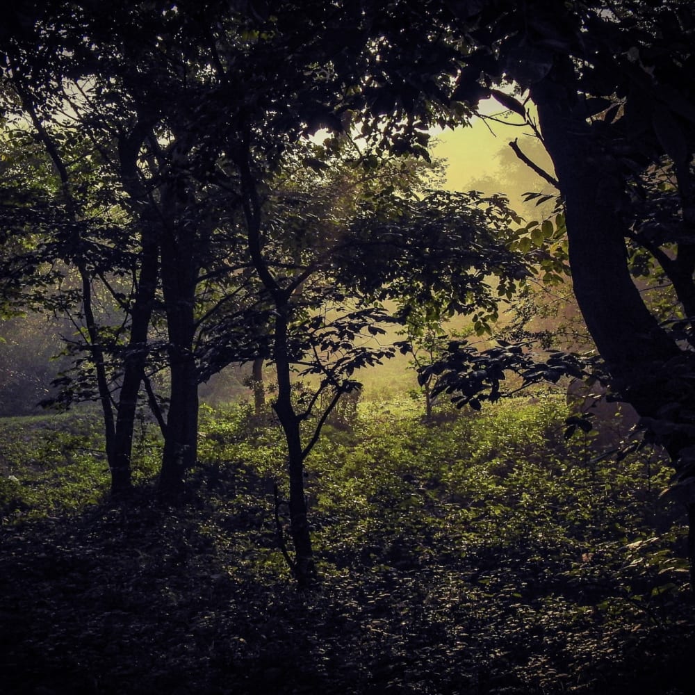 Mangar Bani: Delhi NCR’s Wild and Wonderful Neighbour