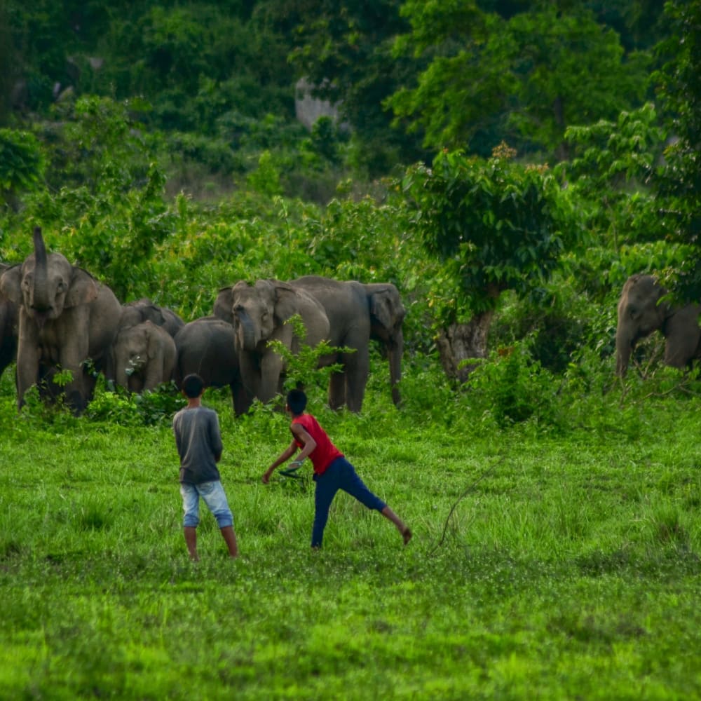 In a Tight Corner: The Dwindling Elephant Herds of Assam