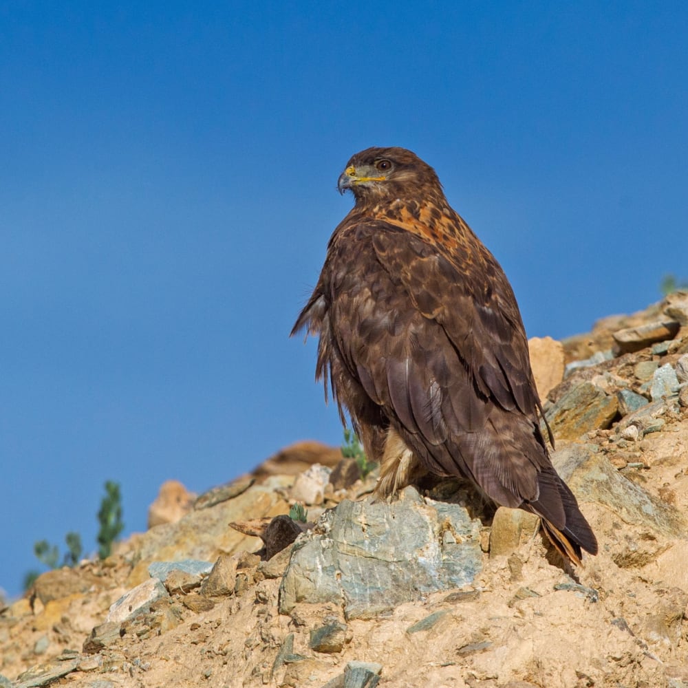 The Soaring Raptor of the Changthang Skies