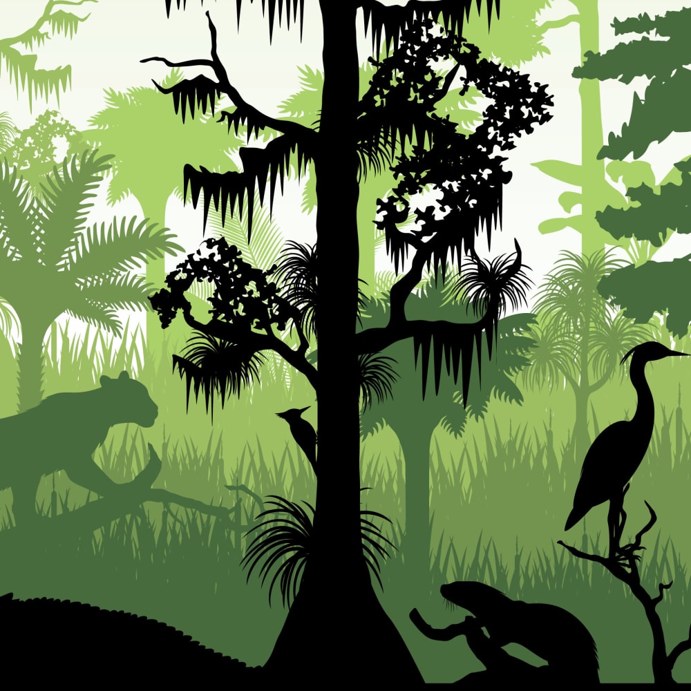 What is Habitat Fragmentation?