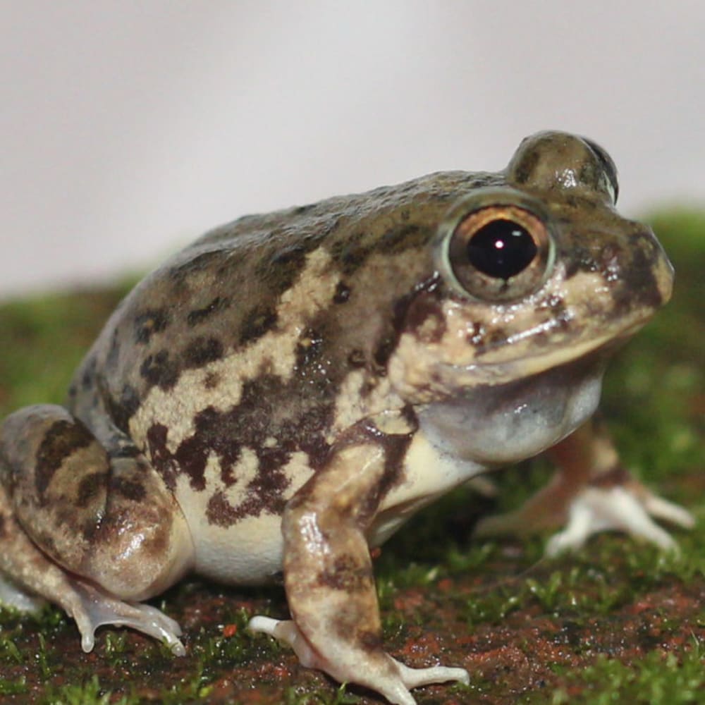 Magadha Burrowing Frog: Resident of Farms