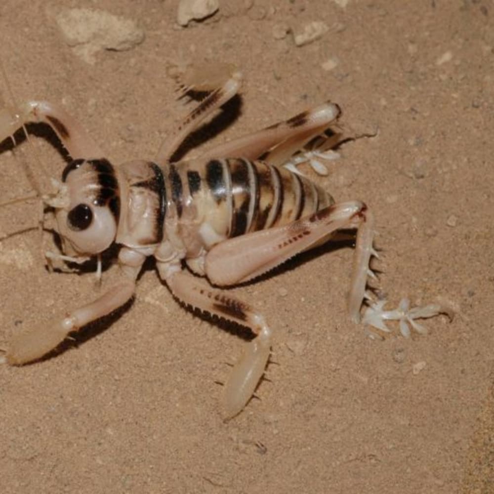Dune Crickets: The Underdogs of the Thar Desert