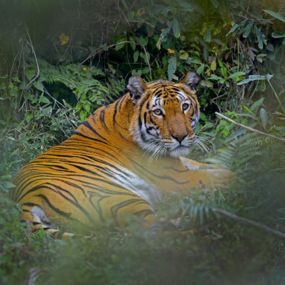 Big Five: The Stars and Stripes of Kaziranga National Park