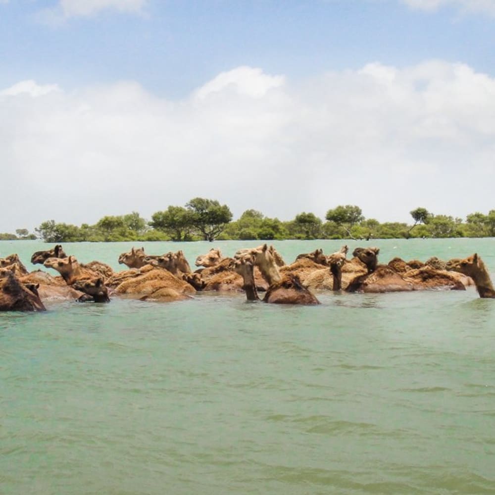 The swimming camels of Kutch