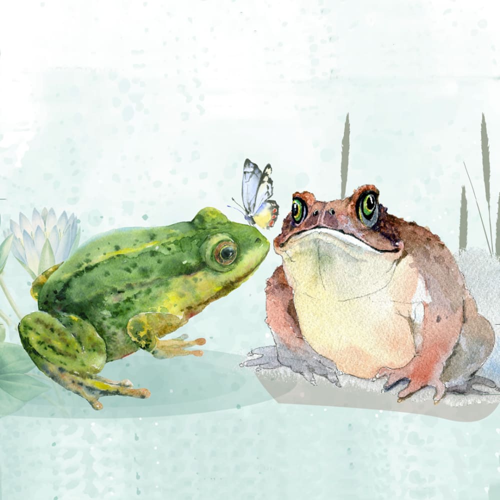Frogs Vs Toads