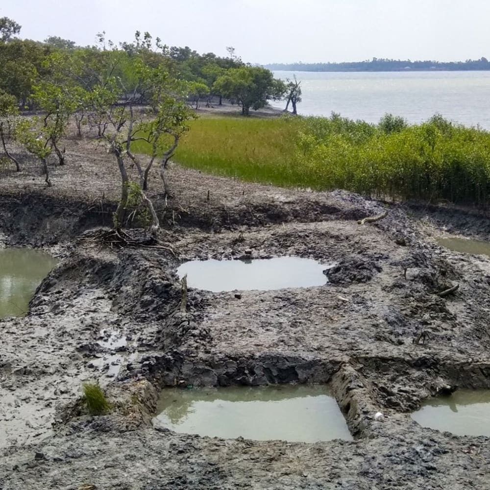 Sundarbans: ‘Not a blade of grass grew…’