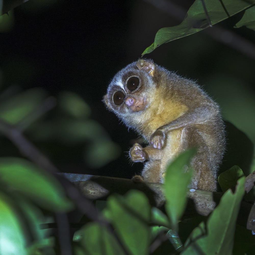Baby of the Forest: In Search of the Malabar Grey Slender Loris