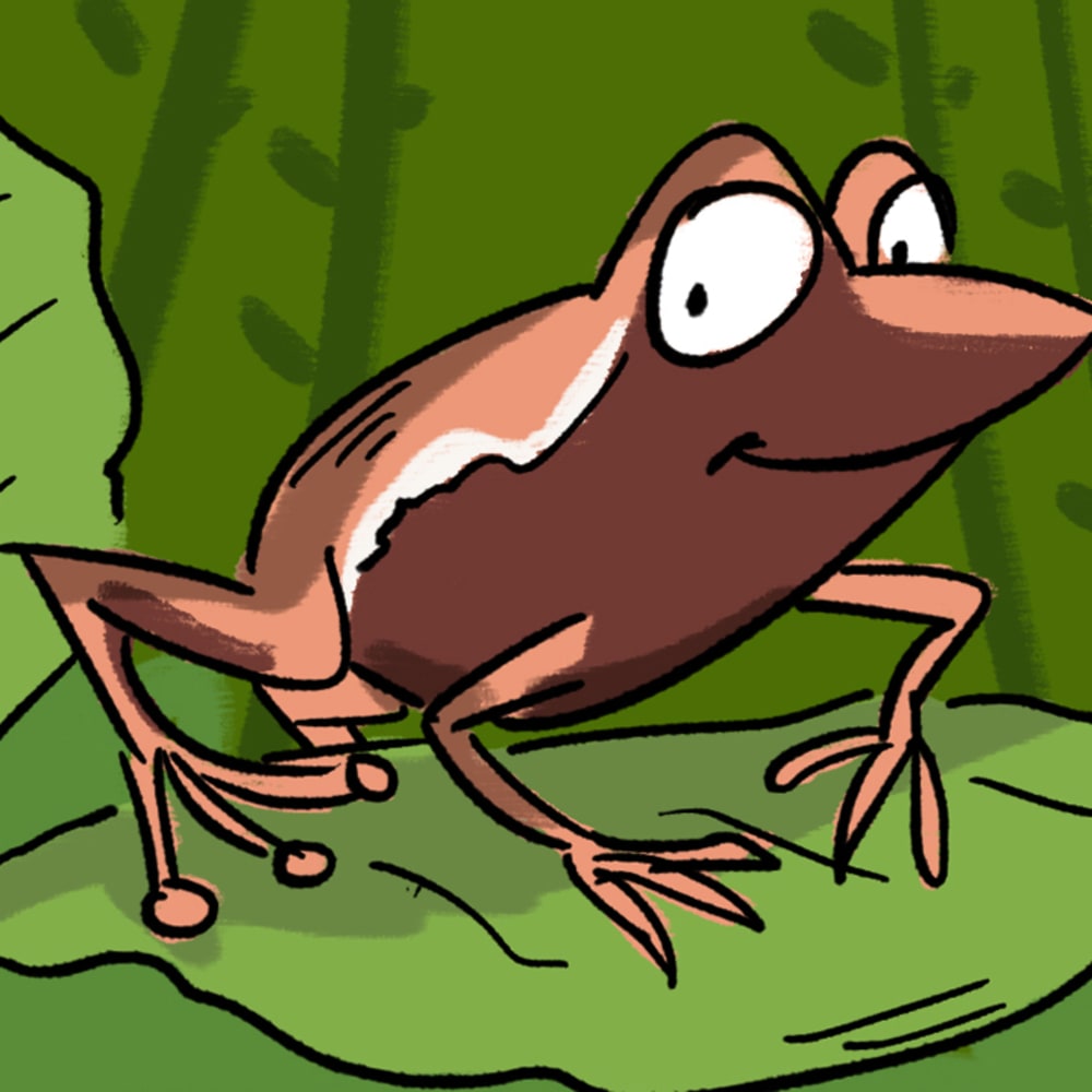 A New Species of Frog has a Trick for Your Eyes