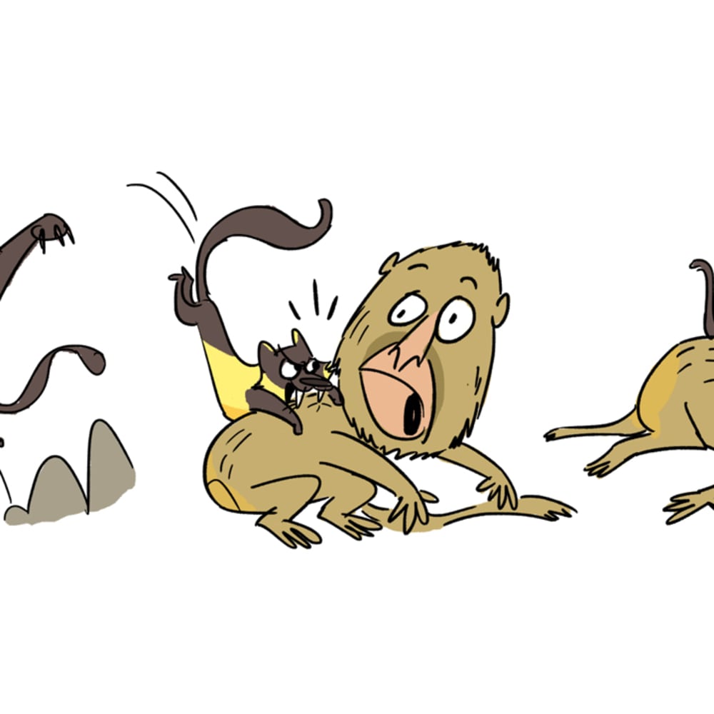Meet the Yellow-Throated Marten