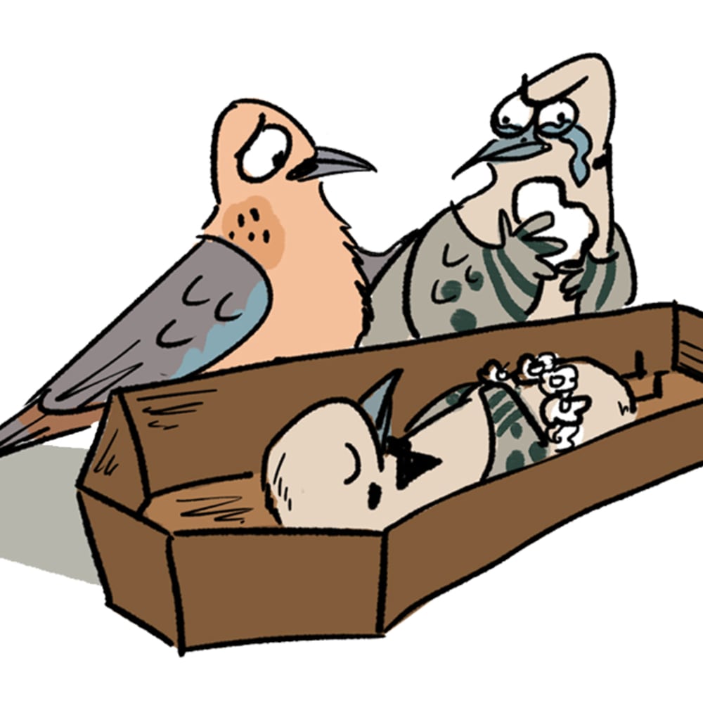 When Doves Ruffle Some Feathers