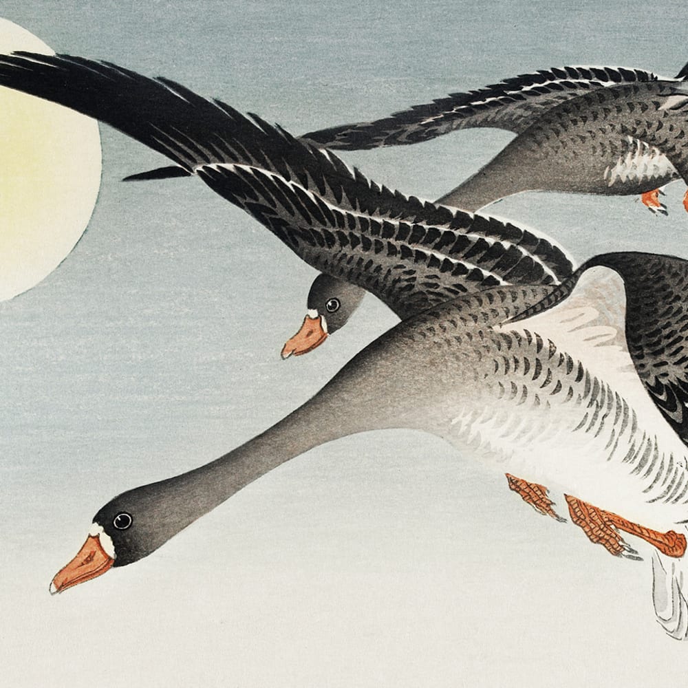 Migratory Birds: How Far Do They Travel?
