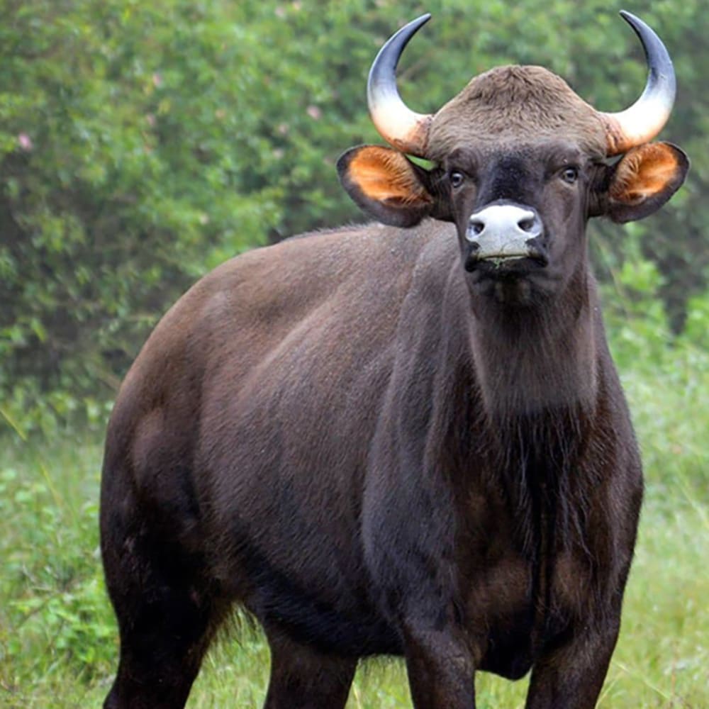 Buffaloed by the Climate in Kolhapur