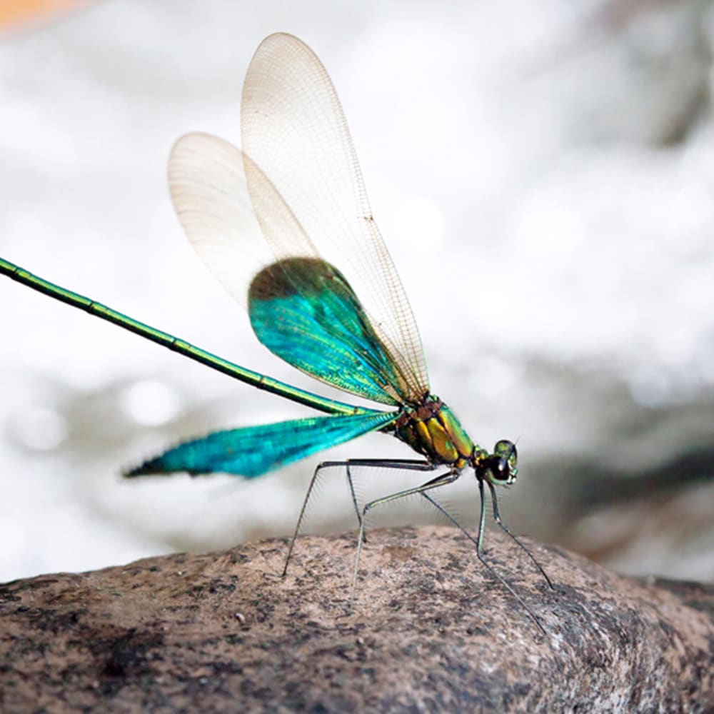 Gossamer Wings: Damselflies and Dragonflies of the Western Ghats
