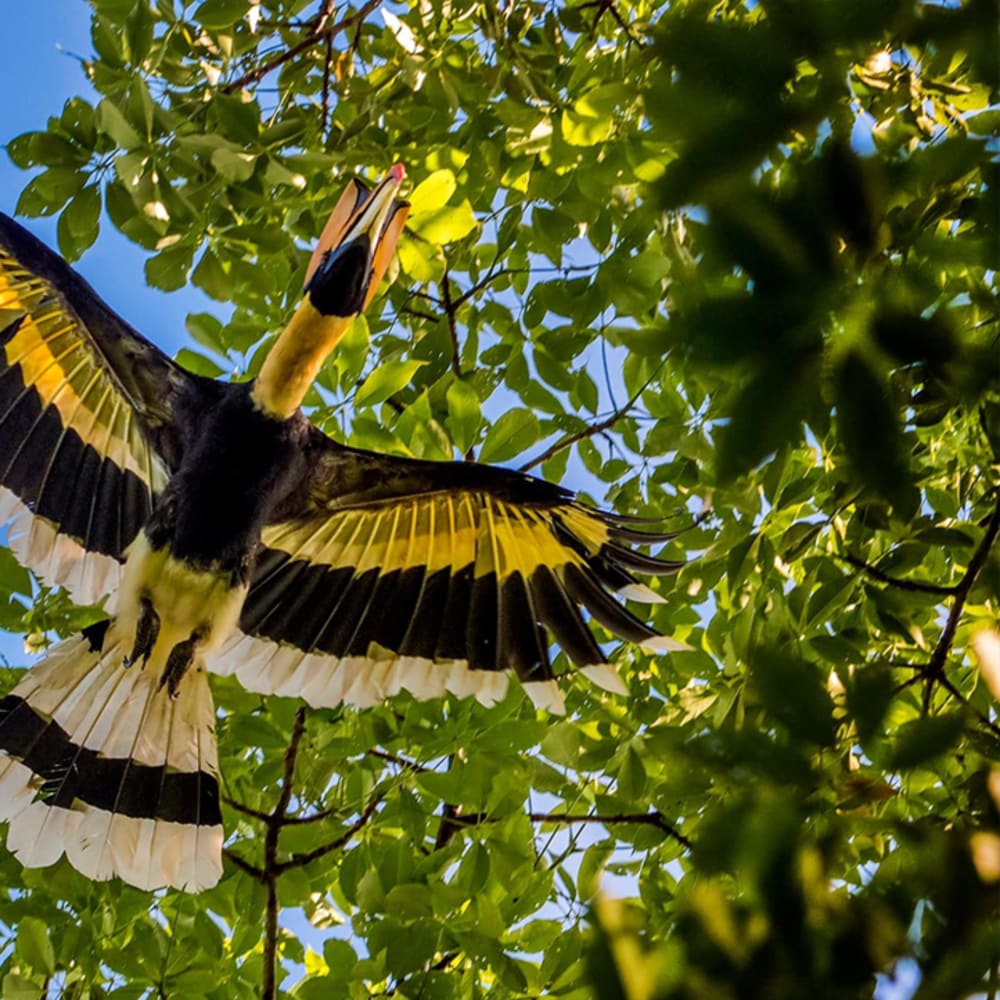 Restoring the Rainforest around Pakke, One Tree at a Time