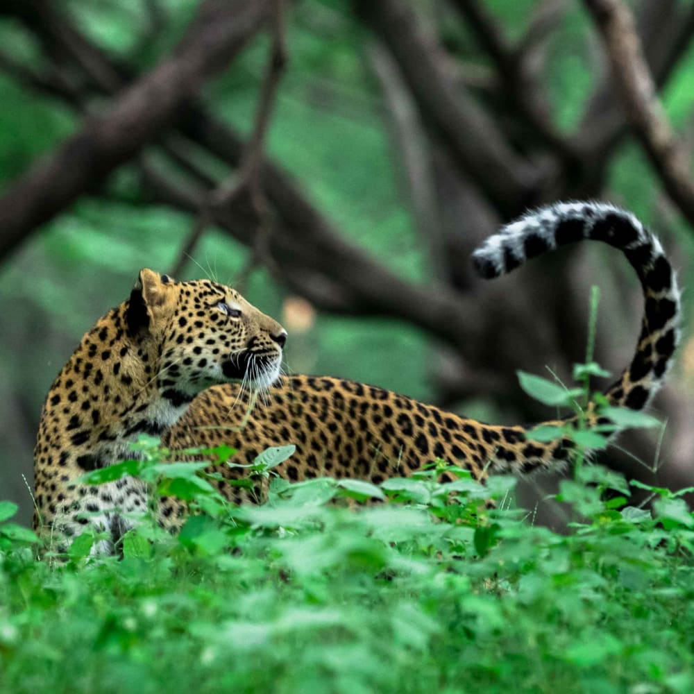 The Queen of Jhalana is Dead, Long Live the Prince
